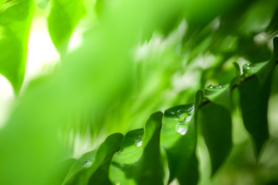 Close-up of raindrops on green leaves