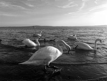 View of swan on beach