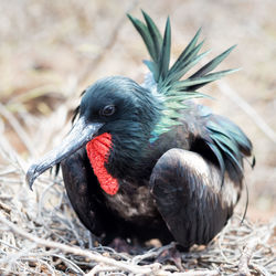 Close-up of duck