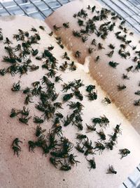 High angle view of bee on table