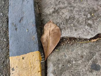High angle view of dry leaves on footpath