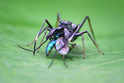 Close-up of insect