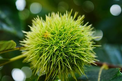 Close-up of plant