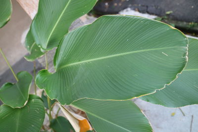 leaf