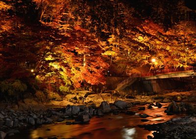 Illuminated trees by river during autumn