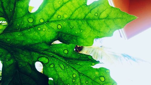 Close-up of water drops on leaf