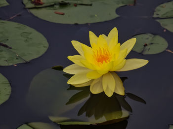 Close-up of lotus water lily in lake