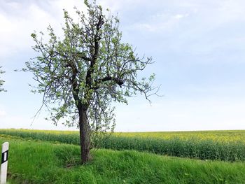 Tree on field against sky