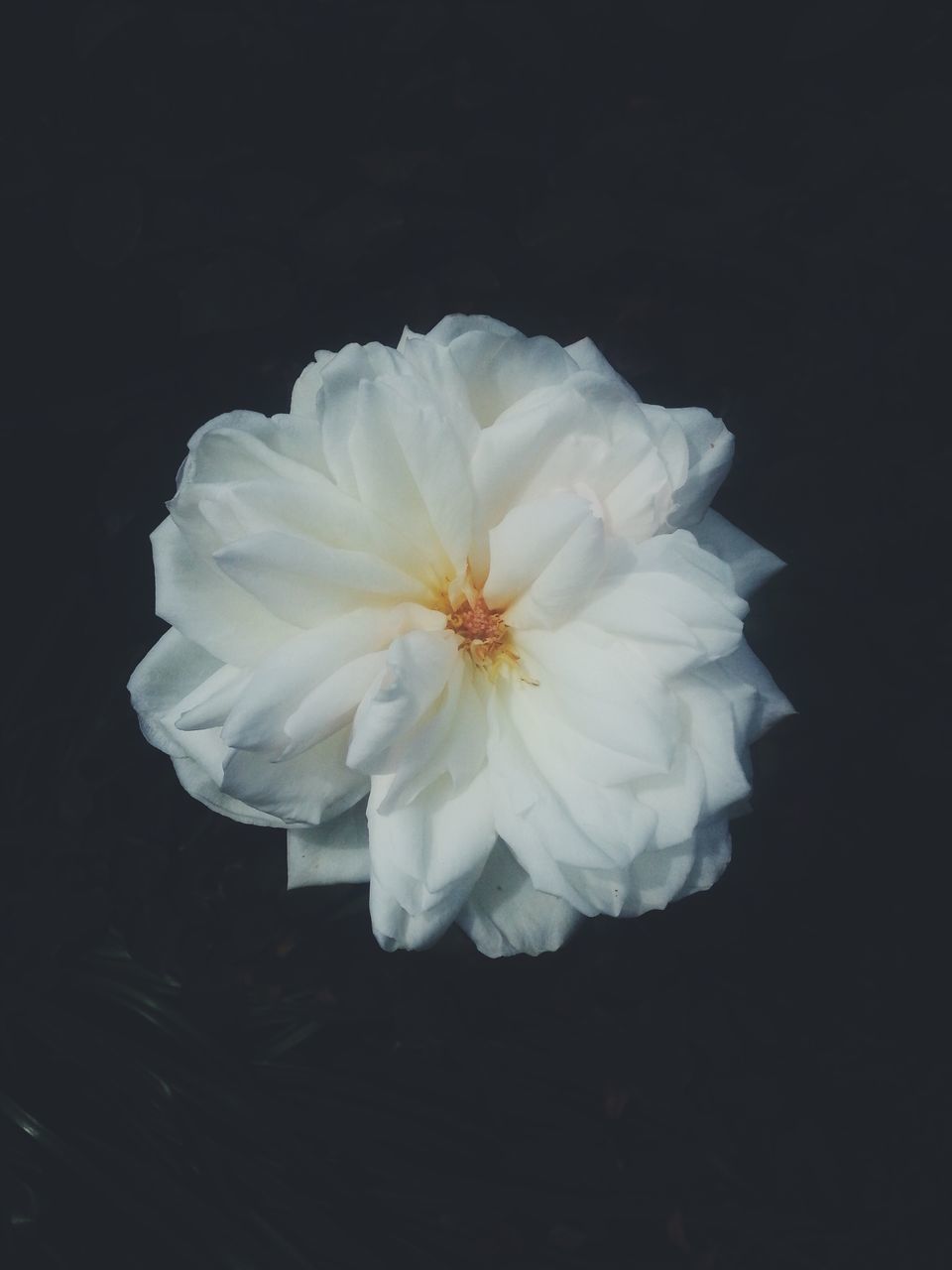 flower, petal, white color, flower head, fragility, freshness, black background, studio shot, beauty in nature, single flower, close-up, white, nature, copy space, growth, blooming, pollen, high angle view, no people, night