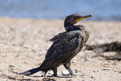 Close-up of bird perching outdoors