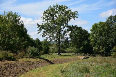 Trees on landscape against sky