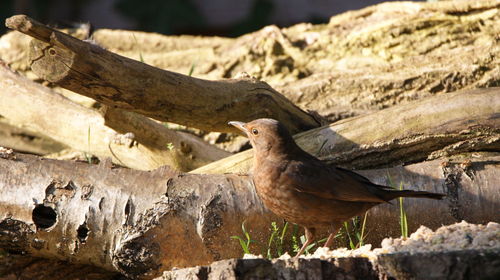 Bird perching on wood