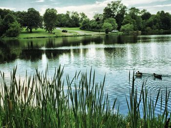 Reflection of trees in lake