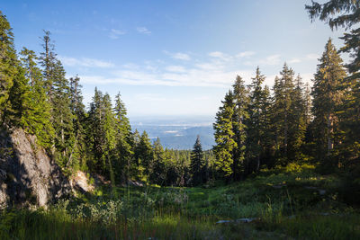 Scenic view of forest against sky