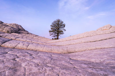 Scenic view of lonely tree on sandstone hill in white pocket, vermilion cliffs national monument, arizona, usa