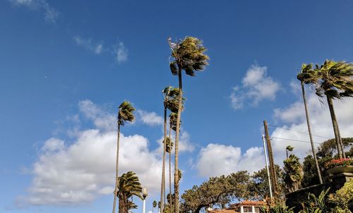 Low angle view of flowers against blue sky