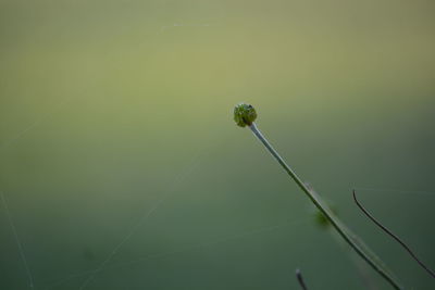 Close-up of spider web on plant against defocused background