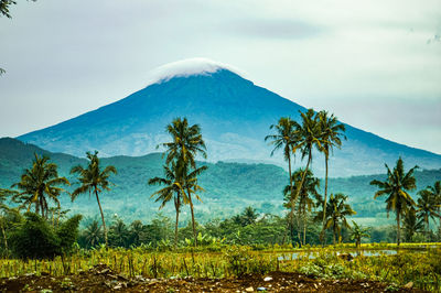 Scenic view of palm trees on landscape against sky