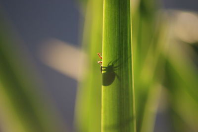 Close-up of insect on plant