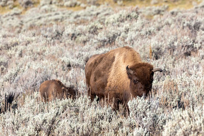 Adult and child bison grazing in lamar valley in yellowstone national park