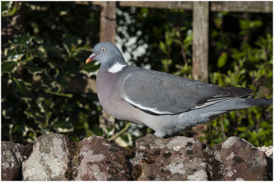 Close-up of bird perching on rock