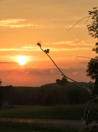 Close-up of silhouette plant on field against sky during sunset