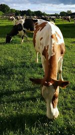 Cow grazing on field