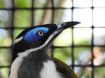 Close-up of a bird looking away