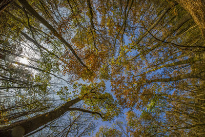 Low angle view of trees in forest during autumn