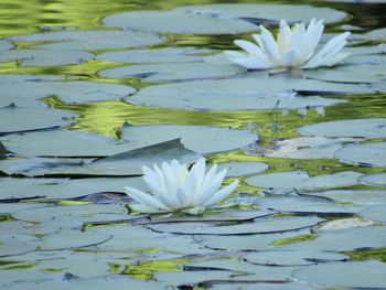 Lotus water lily in lake