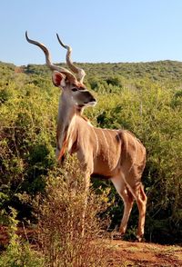 Deer standing on field