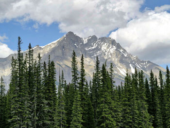 Pine trees on snowcapped mountains against sky