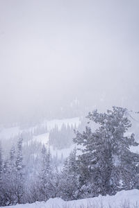 cold temperature
