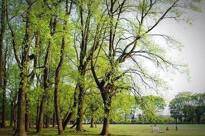 Trees on landscape against sky