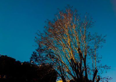 Low angle view of tree against clear blue sky