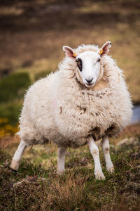 Sheep standing on rough moorland on a scottish hill farm in the highalnds