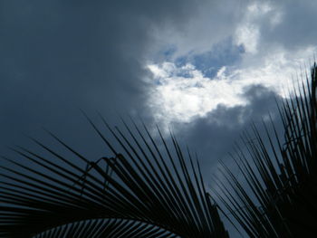 Low angle view of silhouette plants against sky
