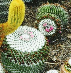 High angle view of cactus flower