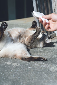 Protected cat living in an old house in itoshima, fukuoka, japan. photo of siamese cat like shana.