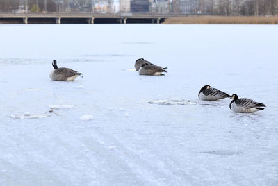 Ducks in frozen lake during winter