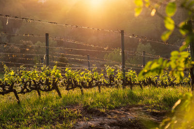 Plants growing on agricultural field during sunset