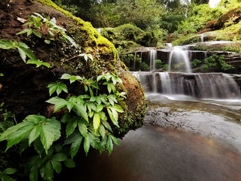 Scenic view of waterfall in forest