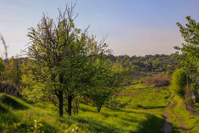 Trees on field against sky