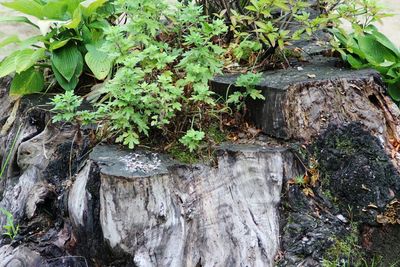 Close-up of ivy growing on tree