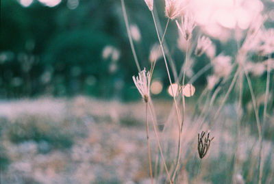 Close-up of flowers