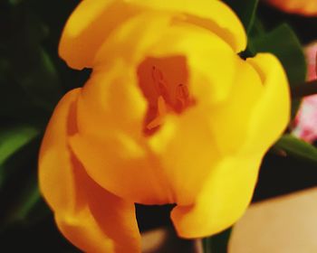 Close-up of yellow flowers blooming