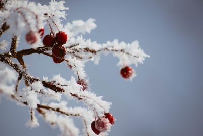 Close-up of frozen plant against sky