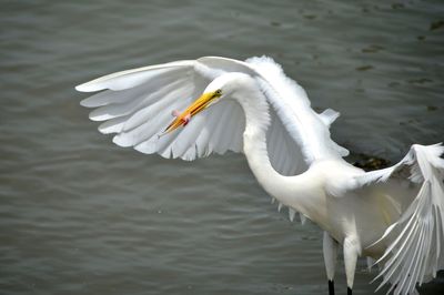 Great egret standing with wings spread open