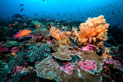 View of fish swimming in sea