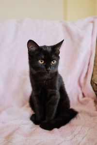 Portrait of cat sitting on bed